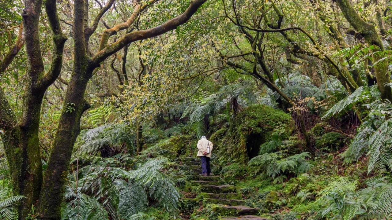 man trekking in green suntropical forest