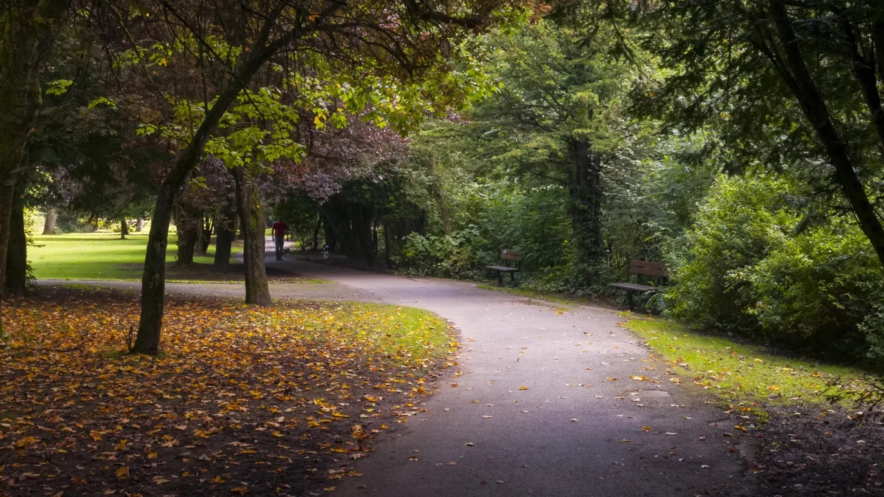 pathway under trees