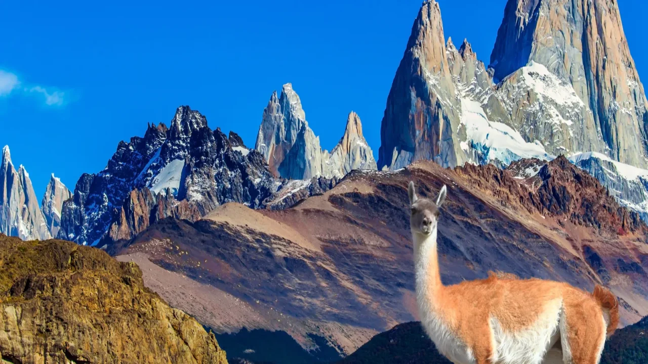 picturesque guanaco graze on the hills fitzroi  mountain peak