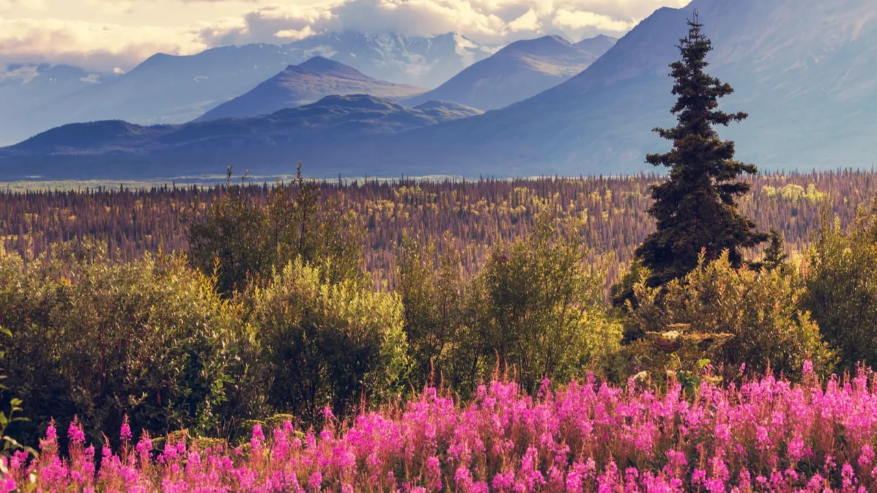 picturesque mountains in alaska