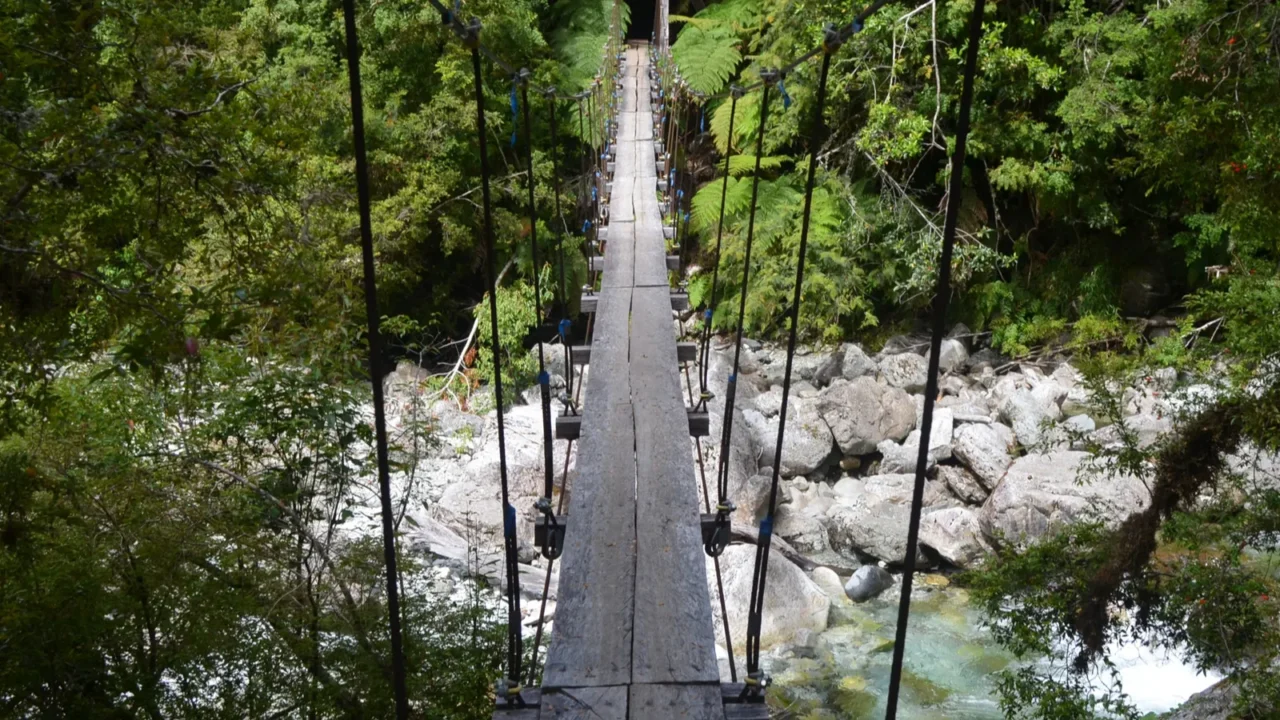 plants and flowers of the valdivian temperate rainforests in southern
