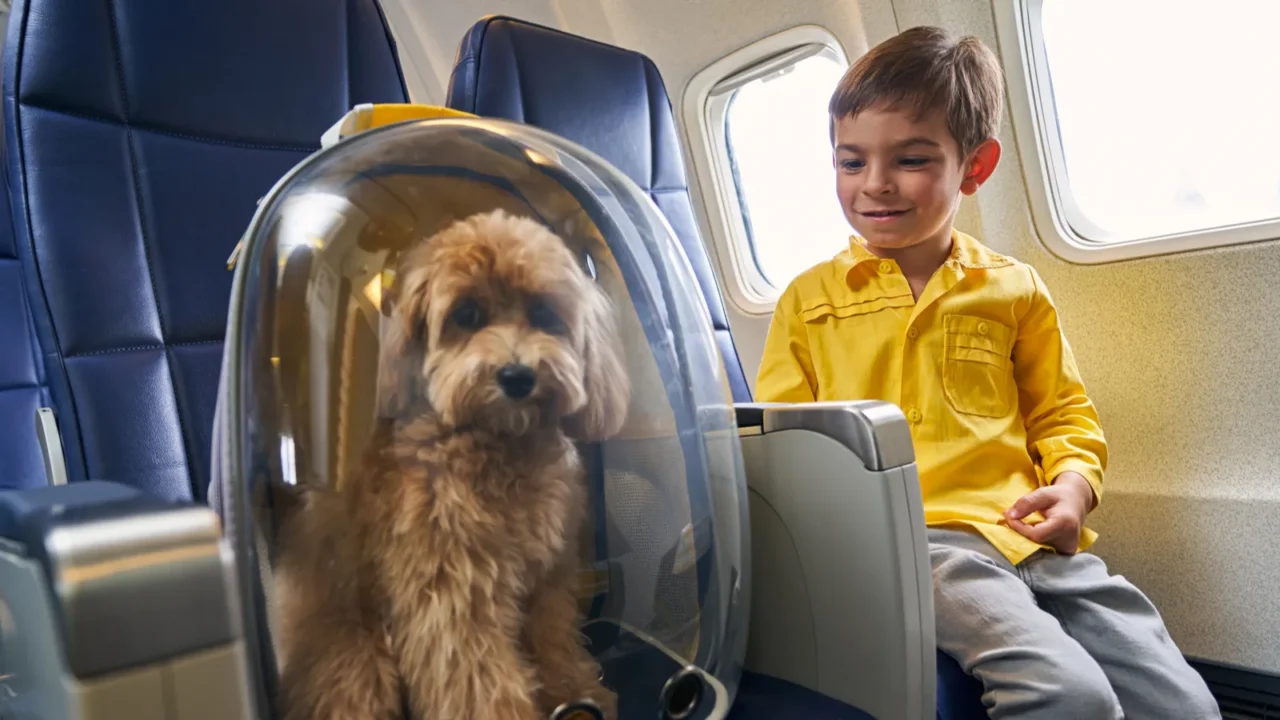 pleased young traveler sitting with his dog aboard the plane