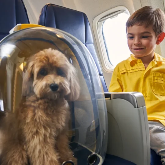 The rise of pet-friendly flights in 2025 and the airlines excelling at it