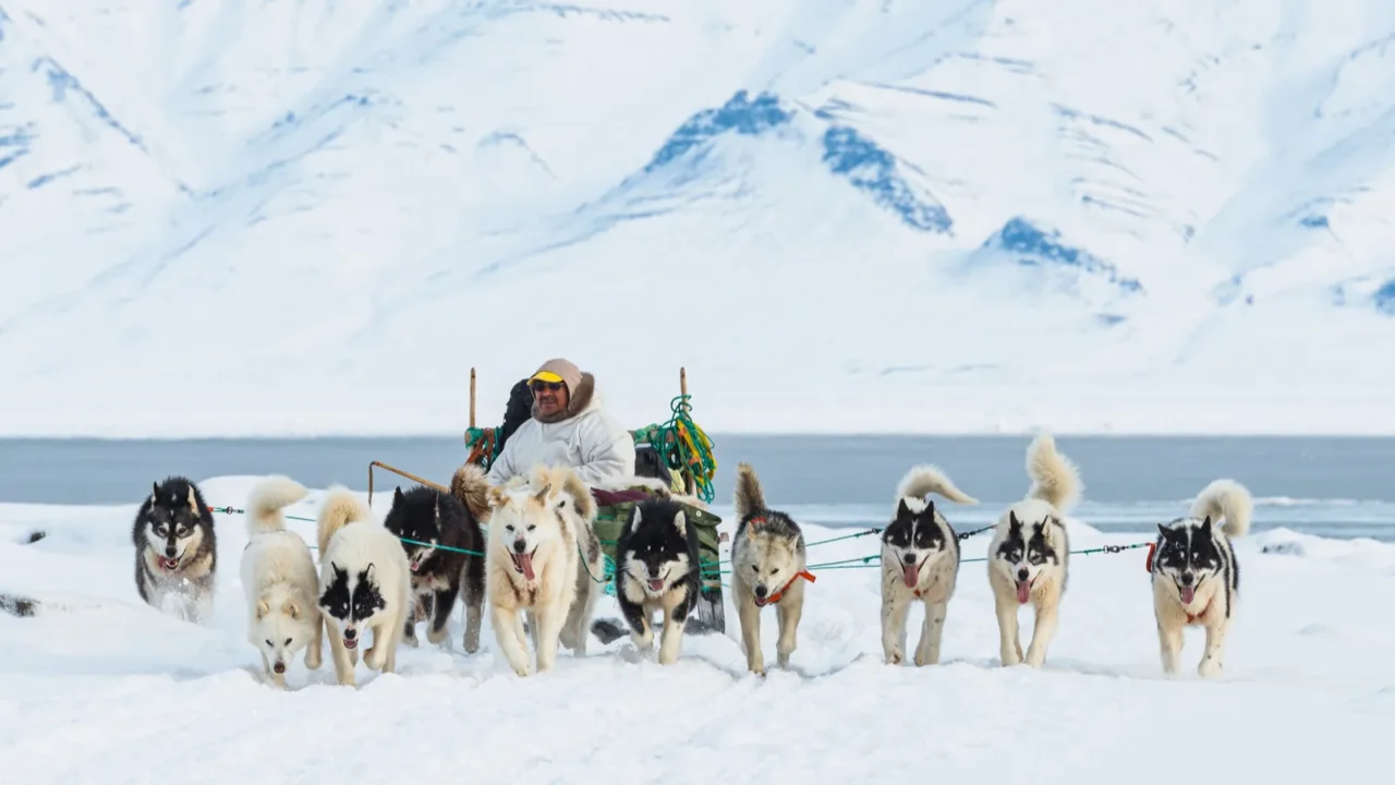 qaanaaq greenland musher and his dogs on a tourist dog