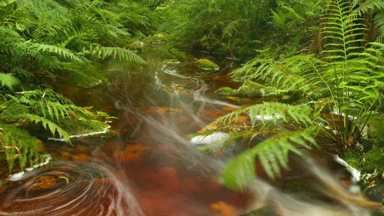 river through rainforest in the garden route np south africa