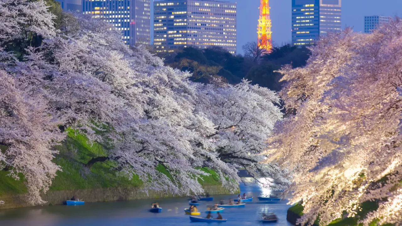 sakura cherry blossoms