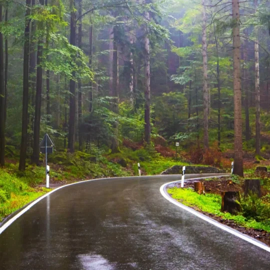 Rewild yourself with forest retreats for peace and clarity