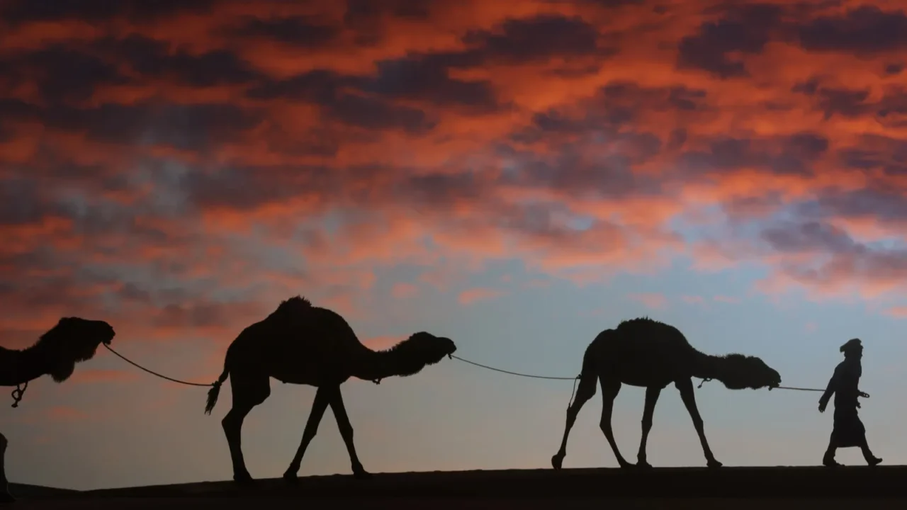 silhouette of a man with camels dromedary in the desert