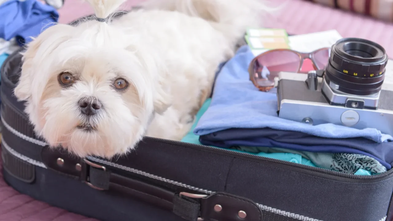 small dog maltese sitting in the suitcase or bag and
