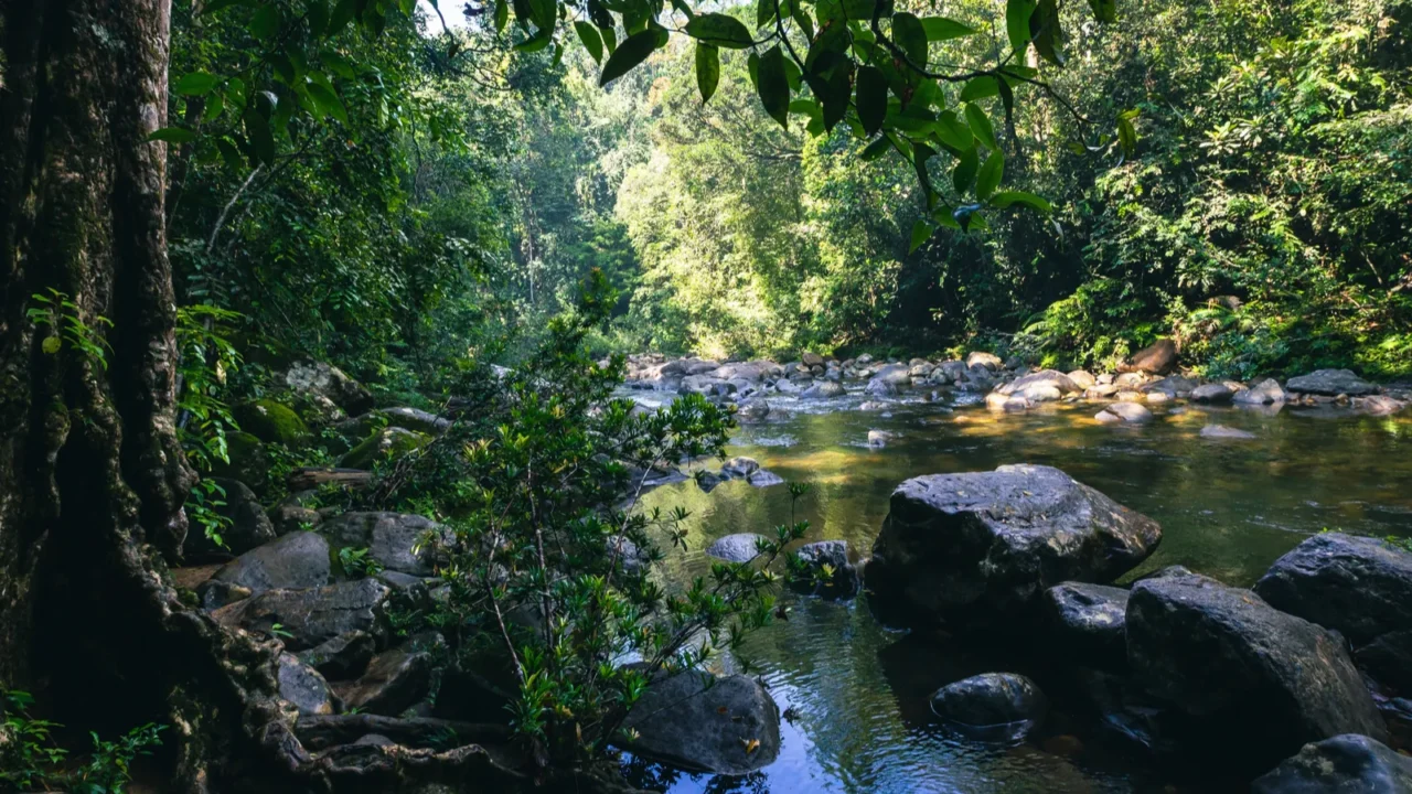 sri lanka rainforest path in the jungle sinharaja forest reserve