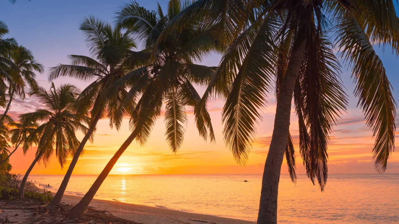 sunrise or sunset tones at tropical beach with palm trees