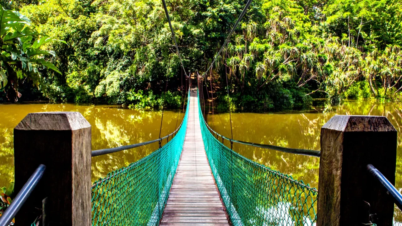 the suspension bridge over the lake at rainforest discovery centre