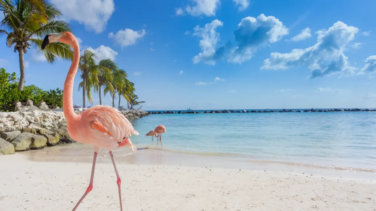 three flamingos on the beach