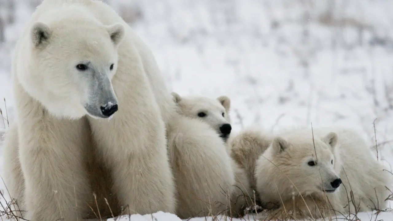 three polar bears