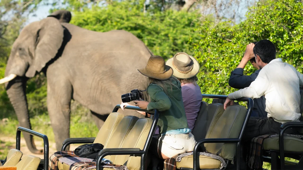 tourists on safari watching elephant
