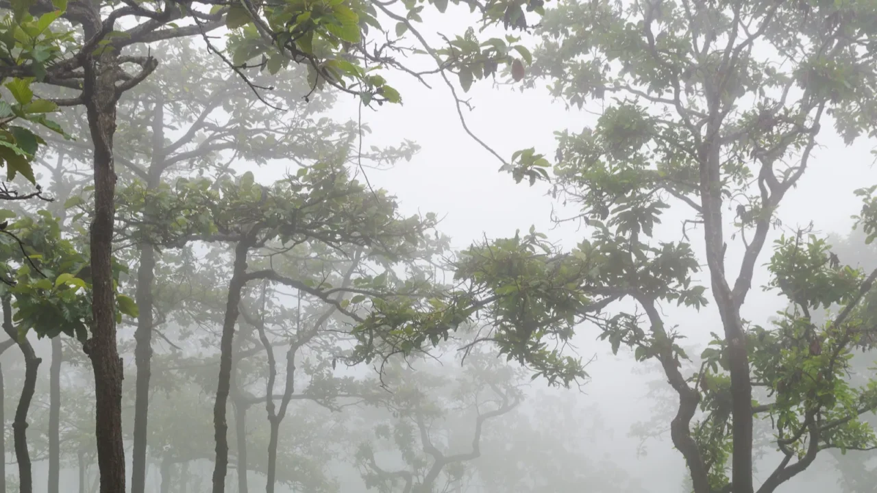 tree and flower wild siam tulip blooming of forest