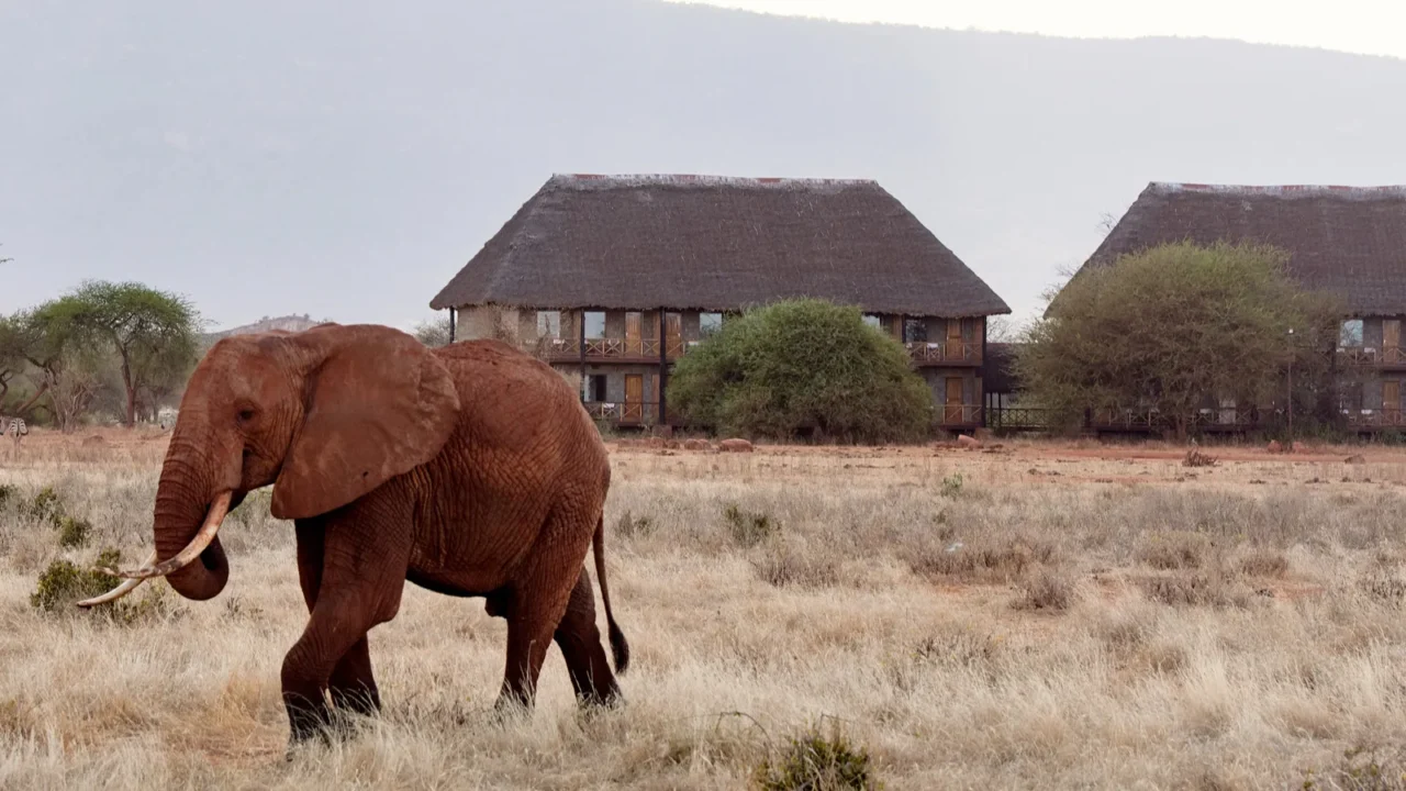view of elephant and herd of zebras in african safari