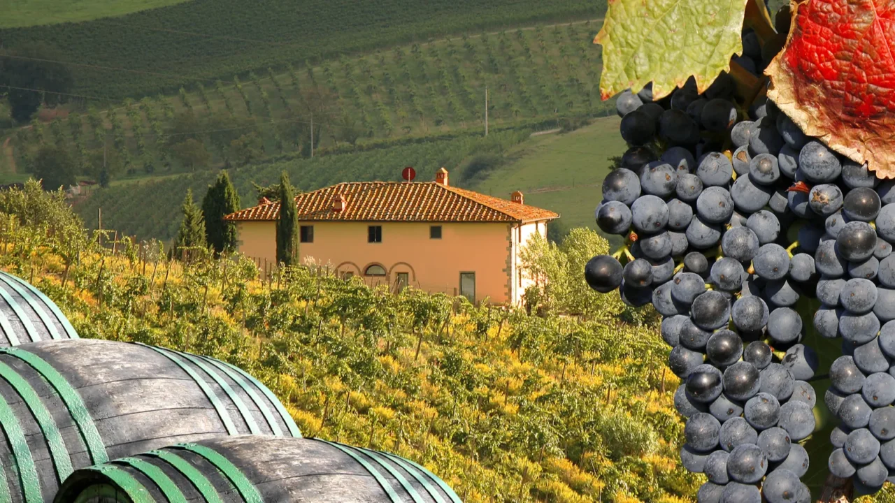 vineyard in chianti tuscany italy famous landscape