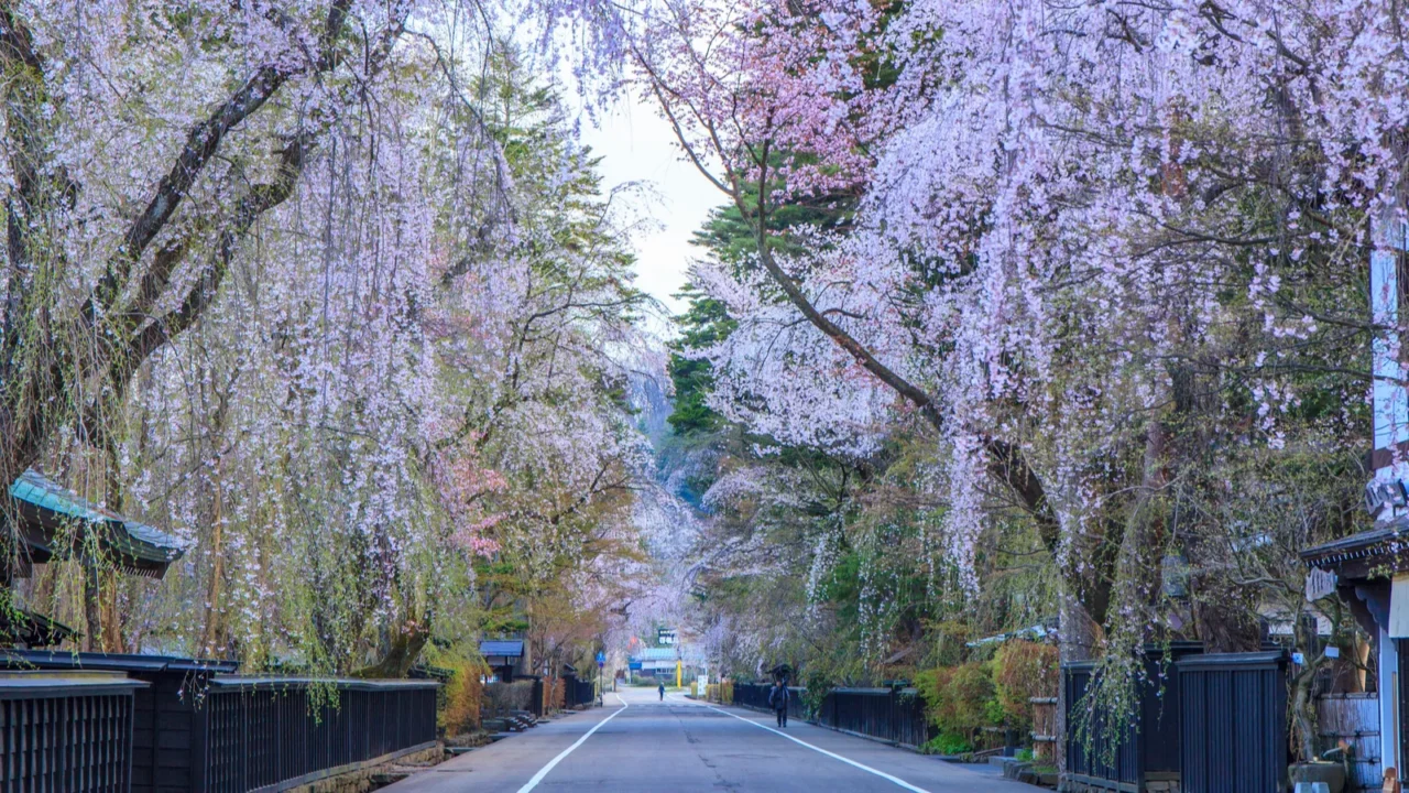 weeping cherries of kakunodate