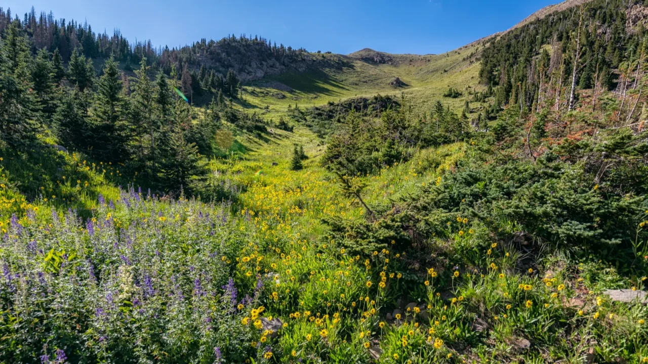 wildflowers in summer sangre de cristo wilderness colorado