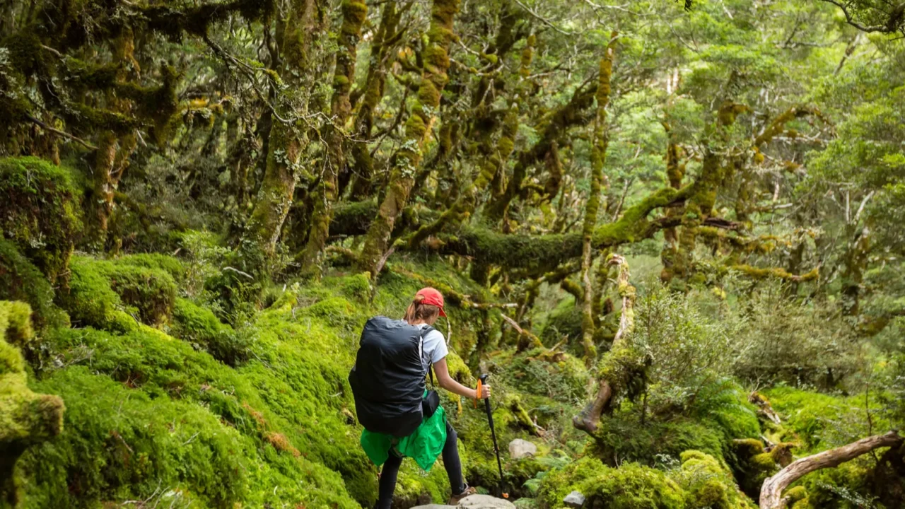 woman hiker with backpack walking in native beech forest on