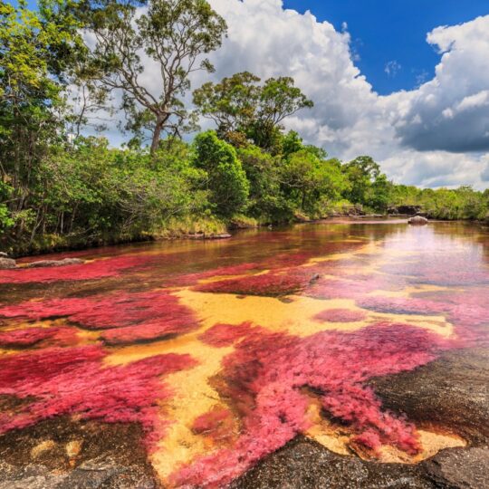 The Colombian river that turns five different colors during its short blooming season