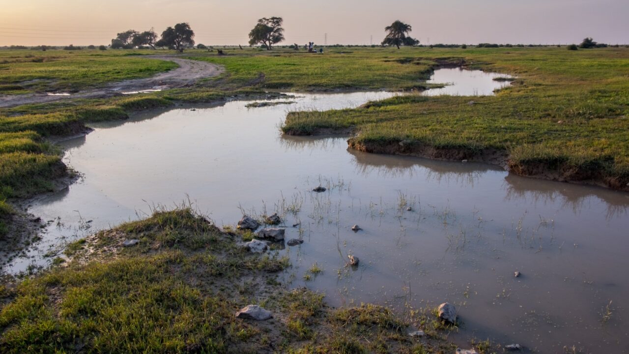 Al Ghaf is protected in the north of Qatar after rain