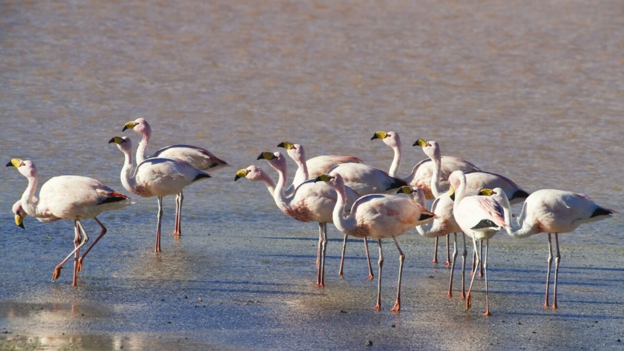 Group of Puna or James’s Flamingos (Phoenicoparrus jamesi), Phoenicopteridae family, Laguna Colorada, Potosi, Bolivia