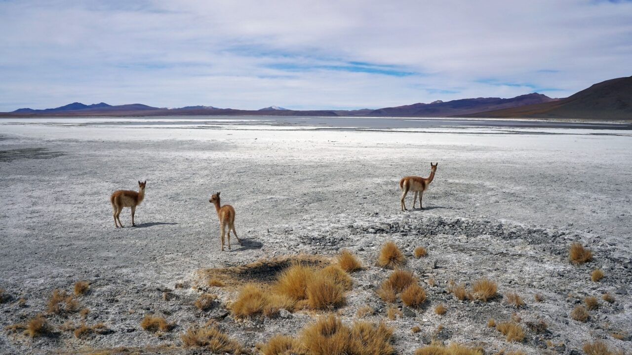 Vicuna in Laguna Blanca Ecosystems in Bolivia’s Altiplano - Reserva Eduardo Avaroa, Uyuni, Bolivia