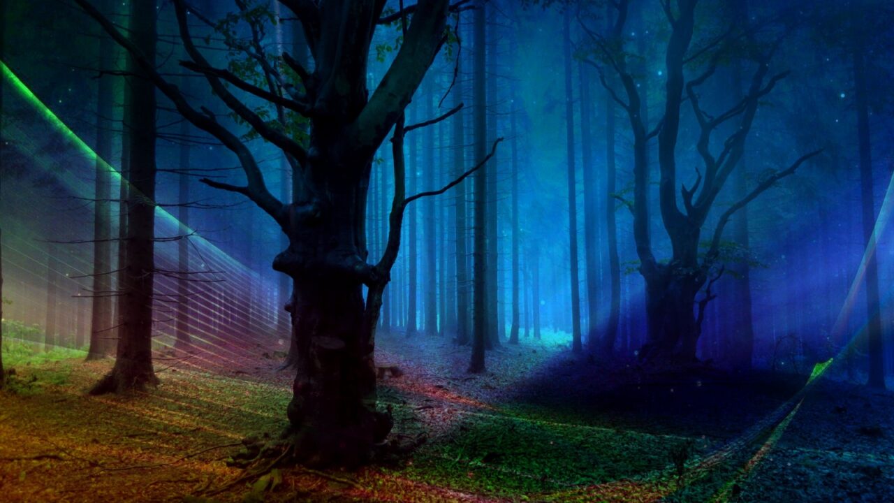 Bautiful dark light shining Forest