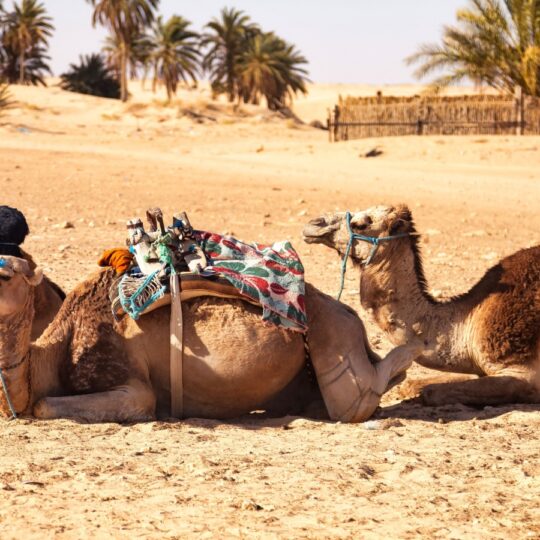 Why Dubai’s desert conservation zones are becoming wildlife hotspots