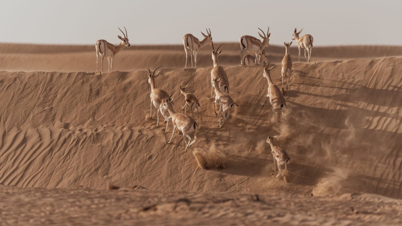 Gazelles running in the Arabian desert, taken in the Al Qudra desert in Dubai - UAE