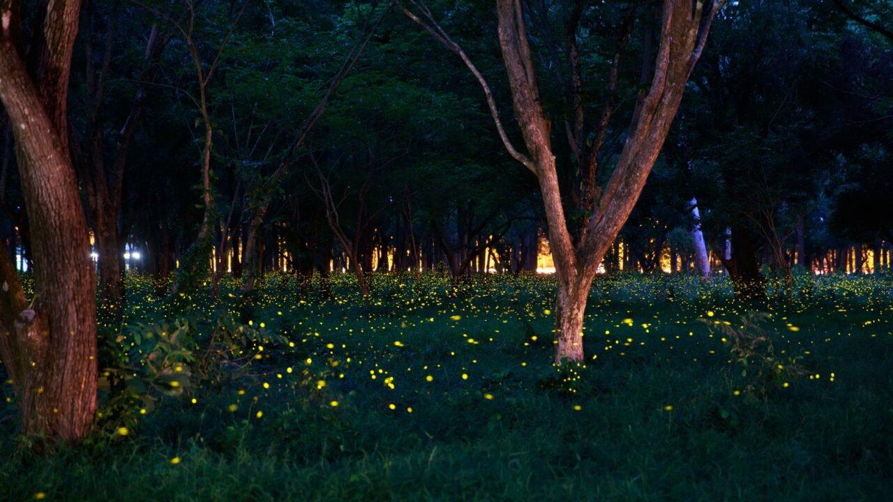 Fireflies in the summer at forest