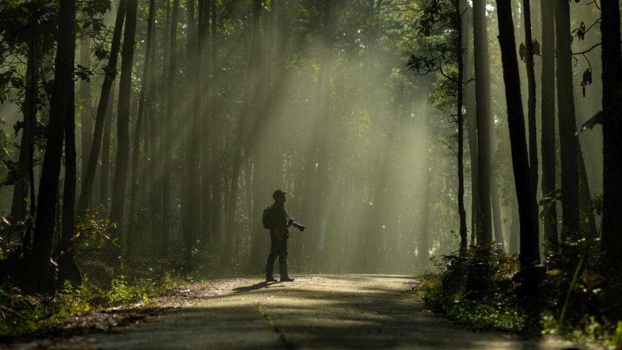 Photographer is taking photo while exploring in pine forest for with strong ray of sun light inside the misty pine forest for photography and silhouette photo