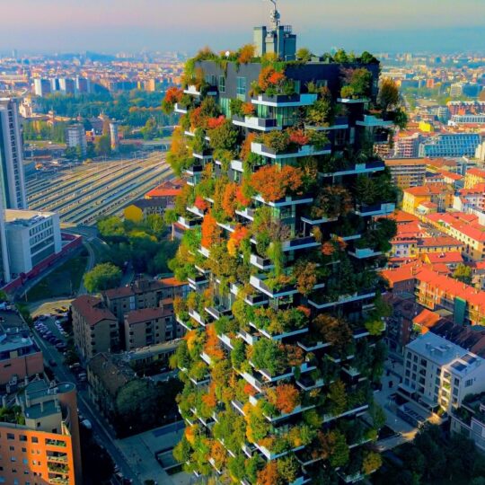 Forest skyscrapers are rising as new vertical havens for wildlife