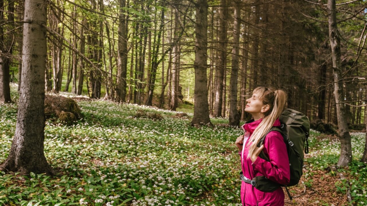 Woman hiker with tourist backpack walking on footpath in forest. Female taking deep breath in flowering wild garlic glade at spring season. Active healthy lifestyle, digital detox in nature concept.