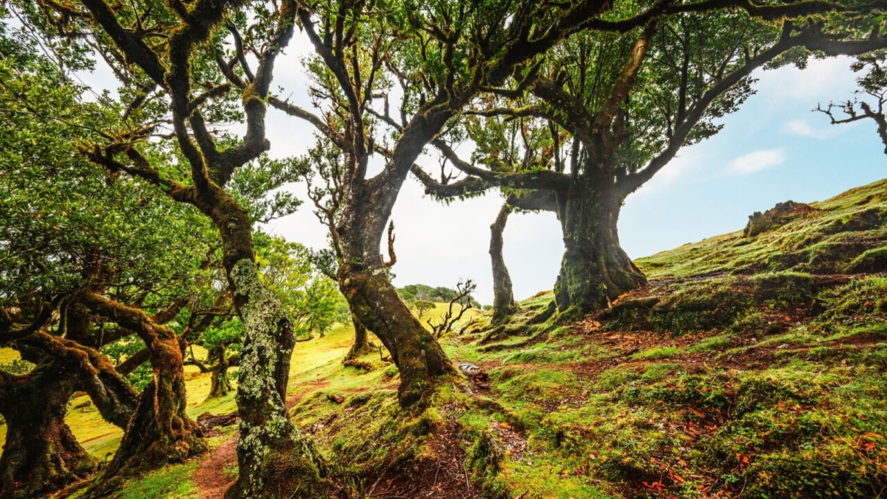 Fanal Forest. Misty forest in Fanal. Old laurel tree in laurel tree forest in madeira in Portugal