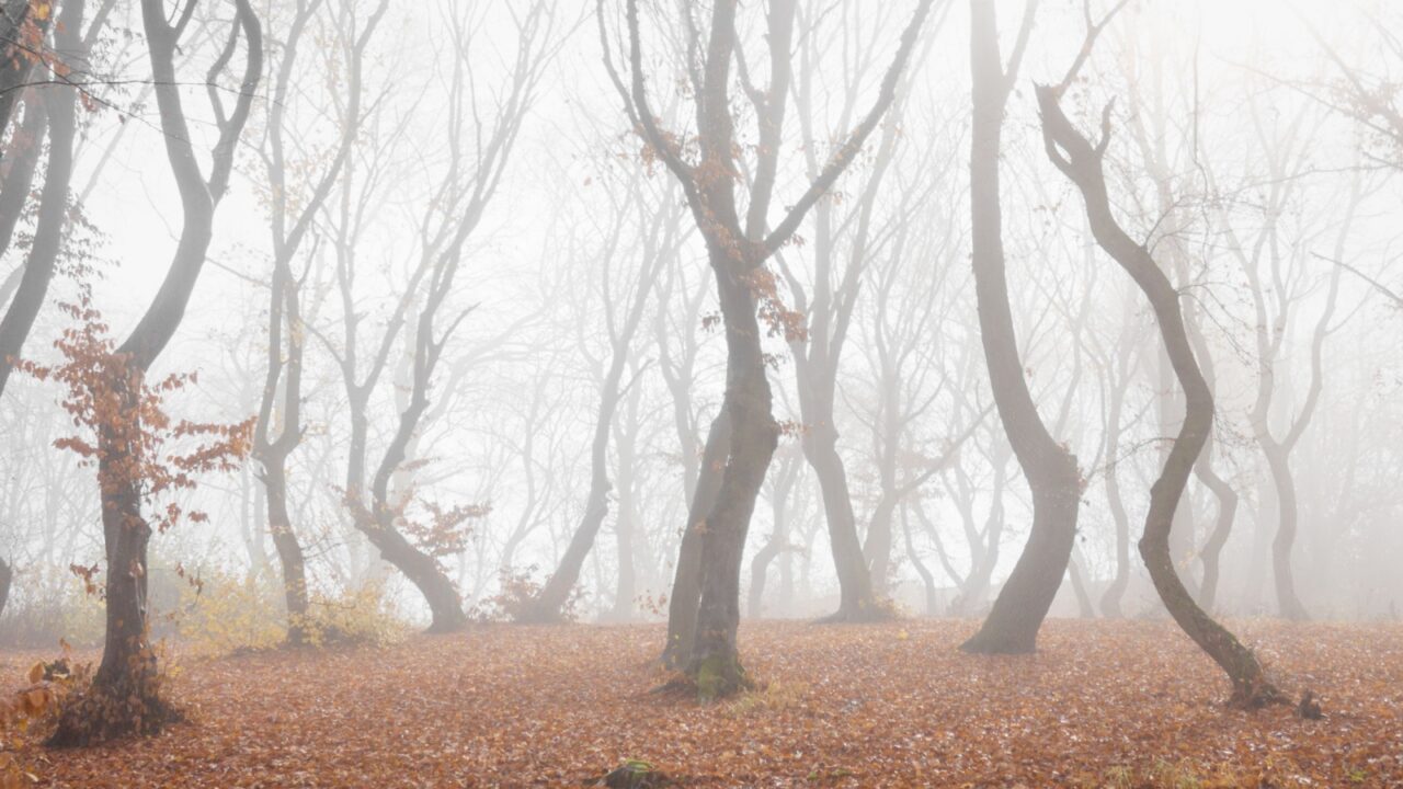 Hoia Baciu Forest in a autumn foggy day- World’s Most Haunted Forest with a reputation for many intense paranormal activity and unexplained events. Cluj-Napoca, Transylvania, Romania