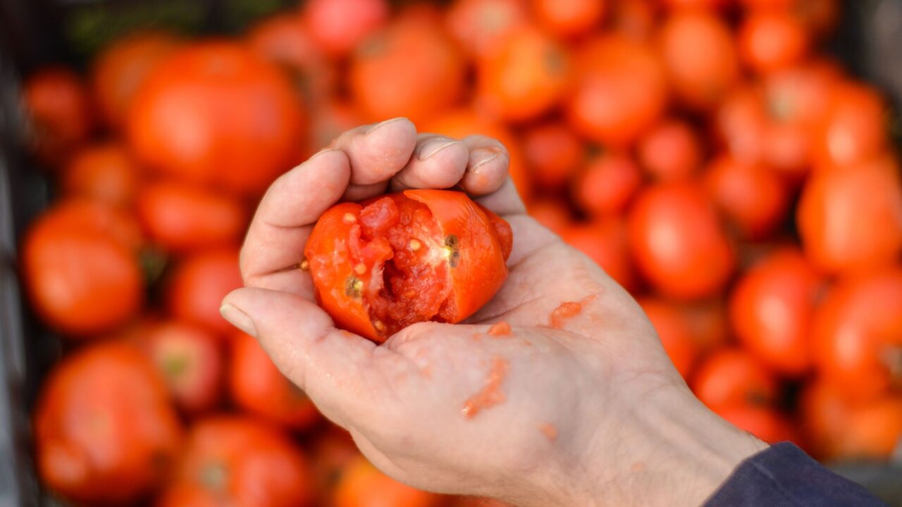 Crushed tomato by male hand against the background of a box with a large number of tomatoes. Selective focus. The concept of diet and healthy eating.