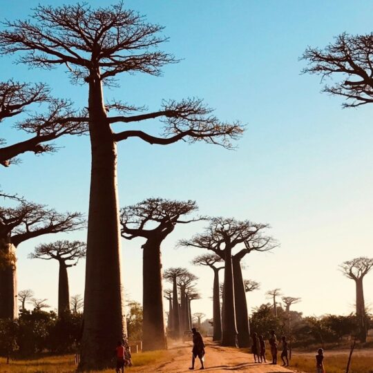 Why Madagascar’s giant baobab trees attract travelers from every continent