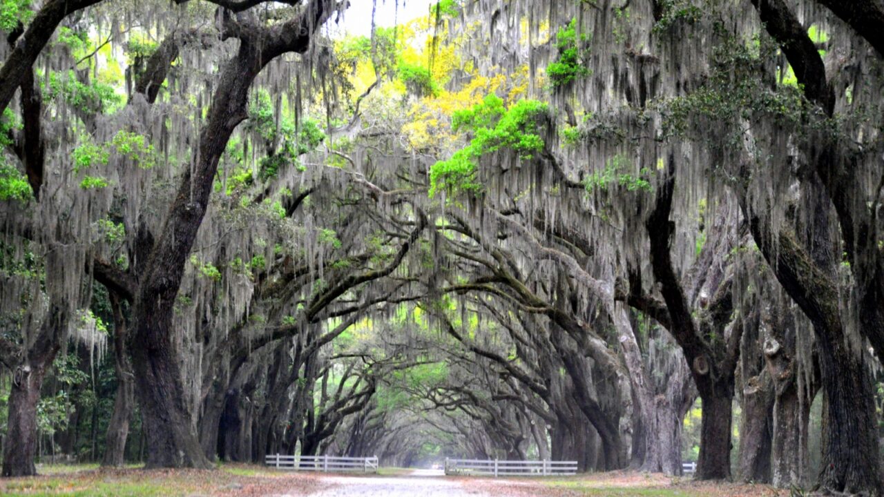 Beautiful road sheltered by oak trees and Spanish moss 