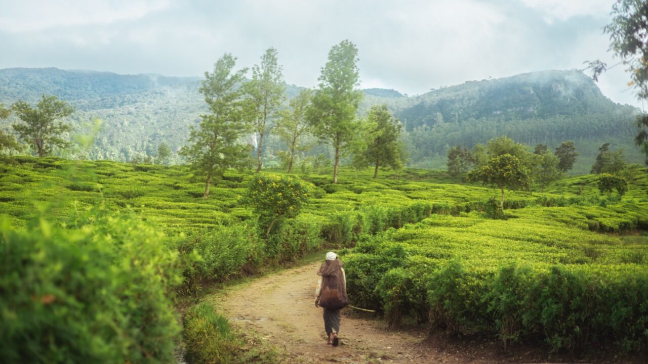 Back view of female worker walking through lush green tea plantation in Sri Lanka's highlands. Scenic rural landscape, perfect for agriculture, nature, travel and eco-tourism concepts.