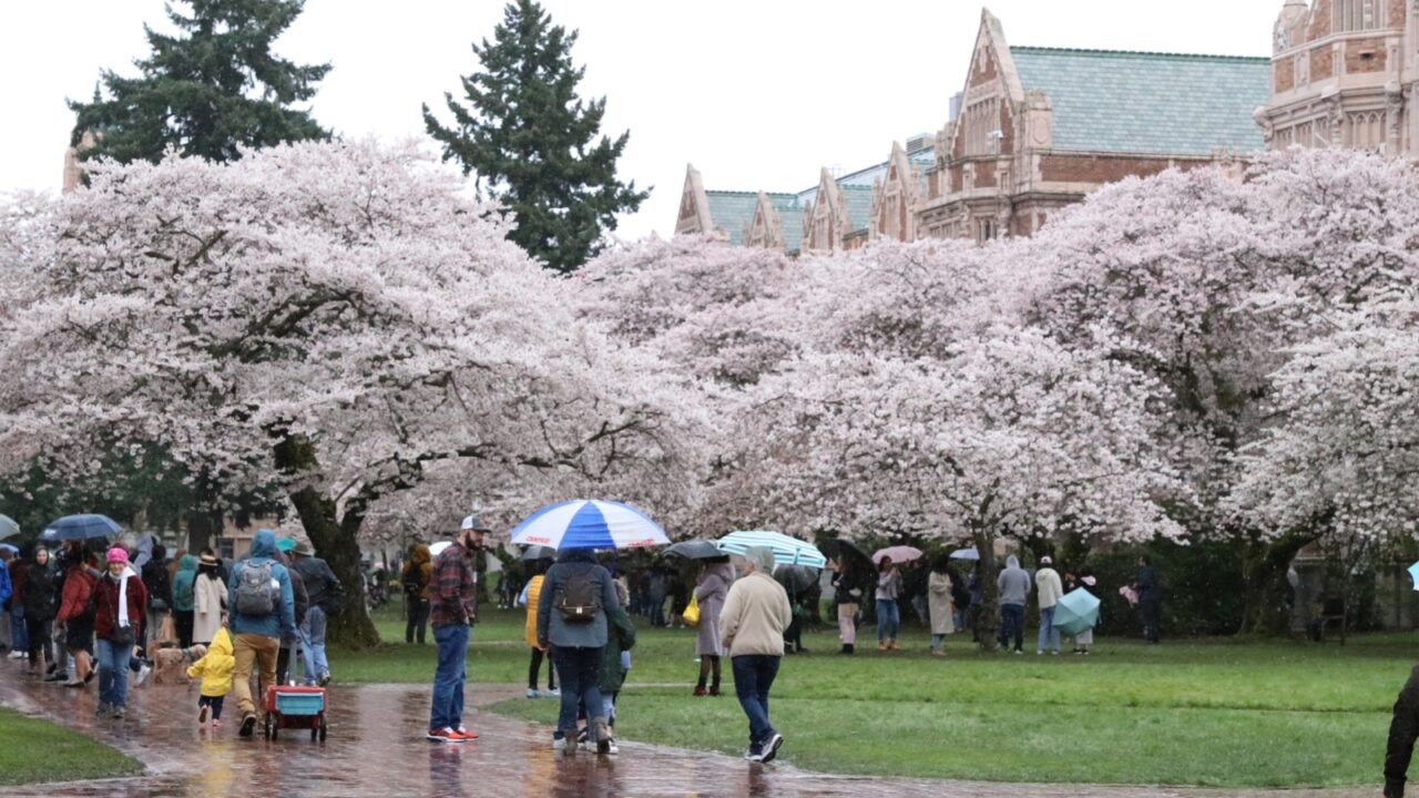 Seattle, WA, USA - March 20th 2022: Cherry blossom season. Rainy day. People with umbrellas at University of Washington, campus, Seattle, WA