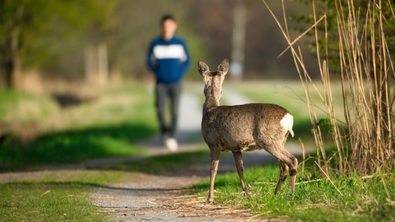 Deer goat observed pedestrians on dirt road