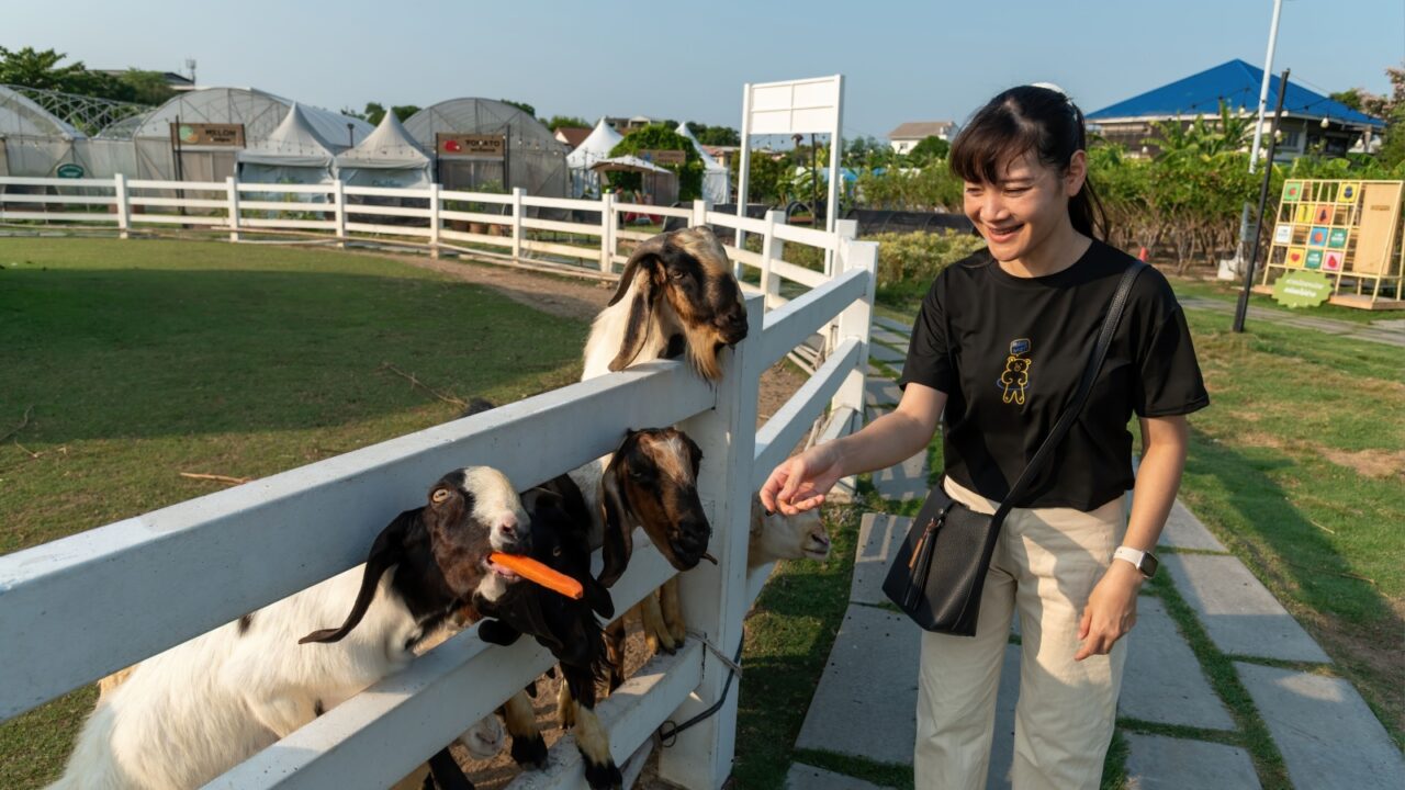 Young woman feeding cute tame goats raised for welcoming tourists and visitors to the park At Sansiri Park, Bangkok, Thailand.