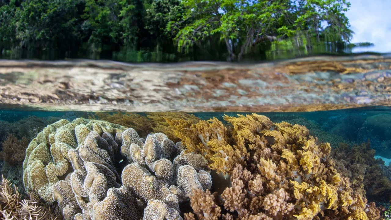 a healthy coral reef grows in shallow water in raja