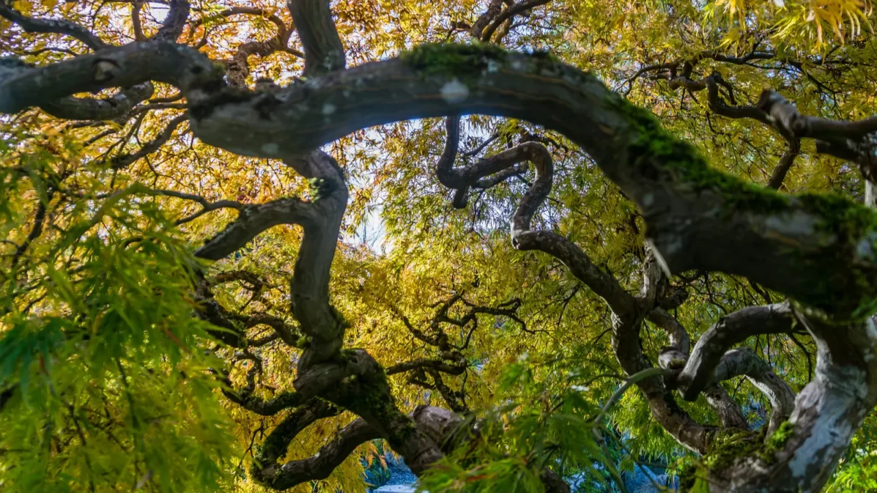 a japanese maple tree in late autumn