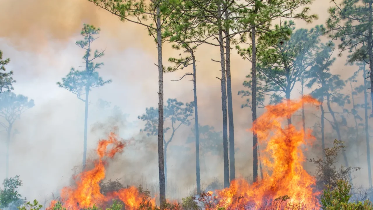 a prescribed burn in rock springs run state reserve in