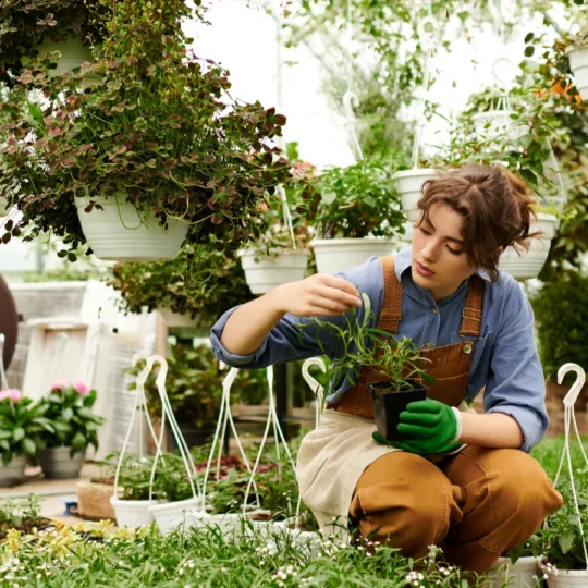 Boutique vineyards build climate-controlled domes for year-round grape tours