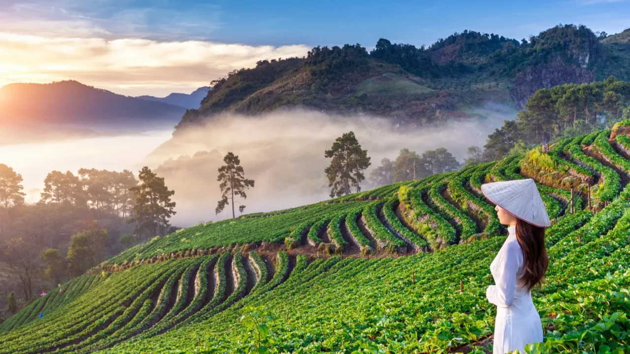 asian woman wearing vietnam culture traditional in strawberry garden on